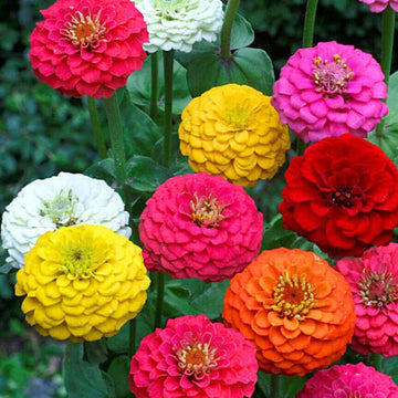 Zinnia Double Mixed Flower Seeds for Planting – Vibrant, Non-GMO, Heirloom Flower Seeds