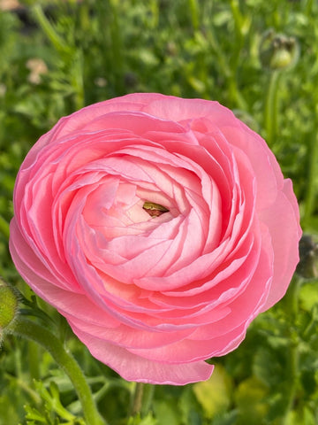 Heirloom Non-GMO Ranunculus Perennial Flower Seeds for Planting – Vibrant Double-Bloom Garden Flowers