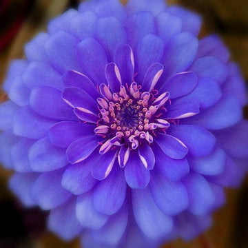 Blue Zinnia Flower Seeds for Planting â€“ Vibrant Blooms for Your Garden, Non-GMO