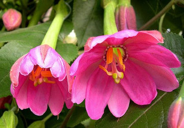 Pink Mollissima Flower Seeds for Planting, NON GMO Seeds
