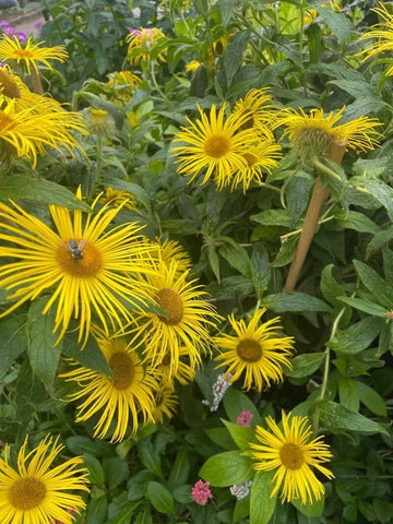 Enula Asteraceae Flower Seeds for Planting - NON GMO Seeds