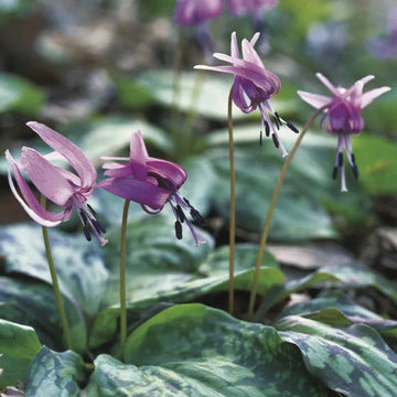 Organic Heirloom Non-GMO Violet Tooth Seeds for Planting – Unique Garden Flowers