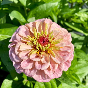 Baby Pink Zinnia Flower Seeds for Planting – Bright Blooms for Garden, Heirloom Seeds