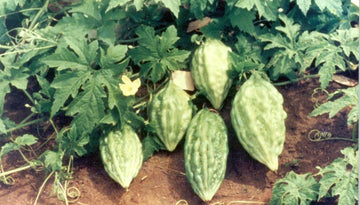 Arka Harit Bitter Gourd Seeds for Planting, 100 Pcs pcs
