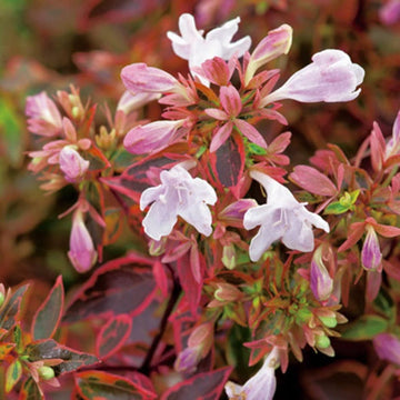Heirloom Non-GMO Red Abelia Flower Seeds for Garden Planting – Fragrant Ornamental Blooms