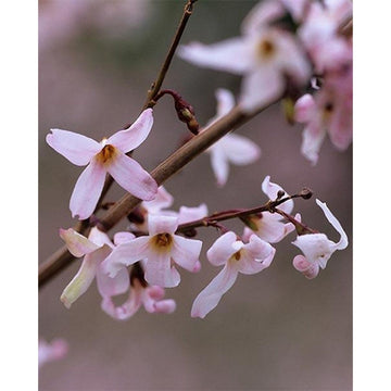 Pink Trifoliate Forsythia Seeds for Planting, NON GMO Seeds