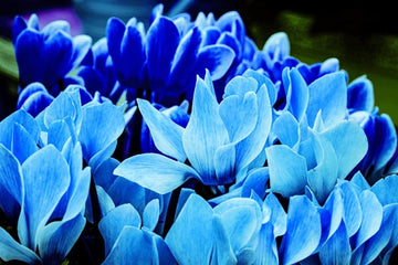 Blue Cyclamen Flower Seeds for Planting - NON GMO Seeds