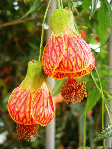 Heirloom Non-GMO Red Abutilon Striatum Flower Seeds for Garden Planting