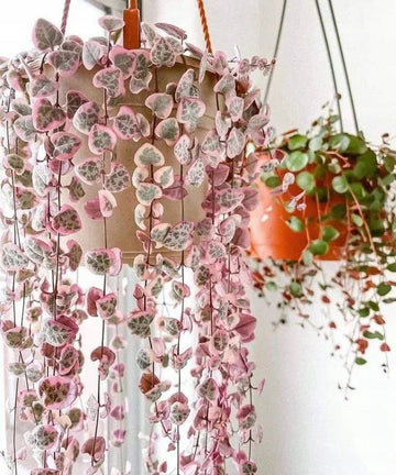 Ceropegia String of Hearts Pretty Pink Seeds for Planting - NON GMO Seeds