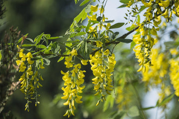 Acacia Flower Seeds – Heirloom, Non-GMO Flower Seeds for Planting