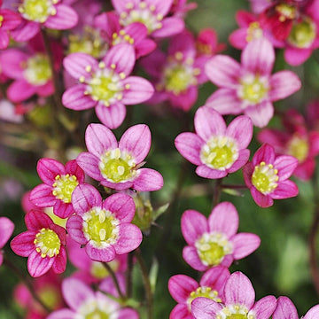 Heirloom Non-GMO Saxifraga Pink Flower Seeds for Planting ƒ?? Hardy Perennial Blooms for Rock and Alpine Gardens