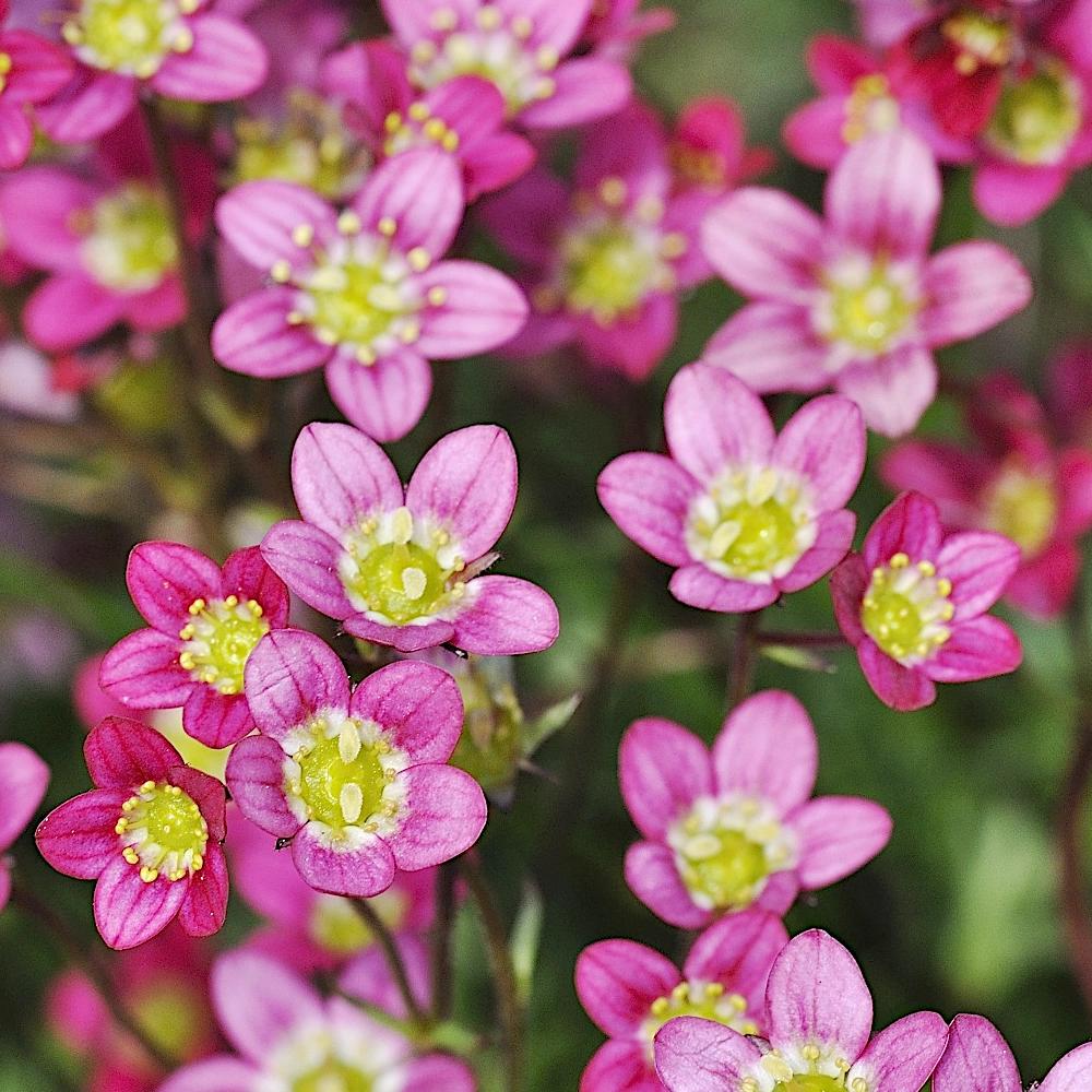 Heirloom Non-GMO Saxifraga Pink Flower Seeds for Planting – Hardy Perennial Blooms for Rock and Alpine Gardens for planting in your garden.