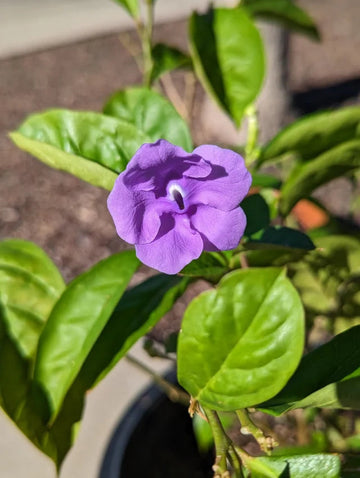Purple Brunfelsia Pauciflora Flower Seeds for Planting â€“ Heirloom, Non-GMO, Rare Blooms