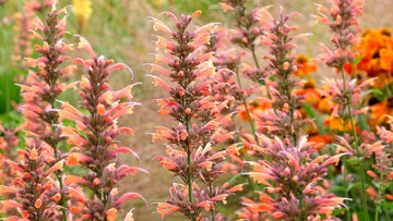 Heirloom Non-GMO Agastache Arizona Sunset Flower Seeds for Planting – Fragrant Drought-Tolerant Blooms