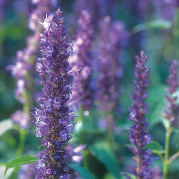 Violet Giant Hyssop Plant Seeds for Planting, NON GMO Seeds