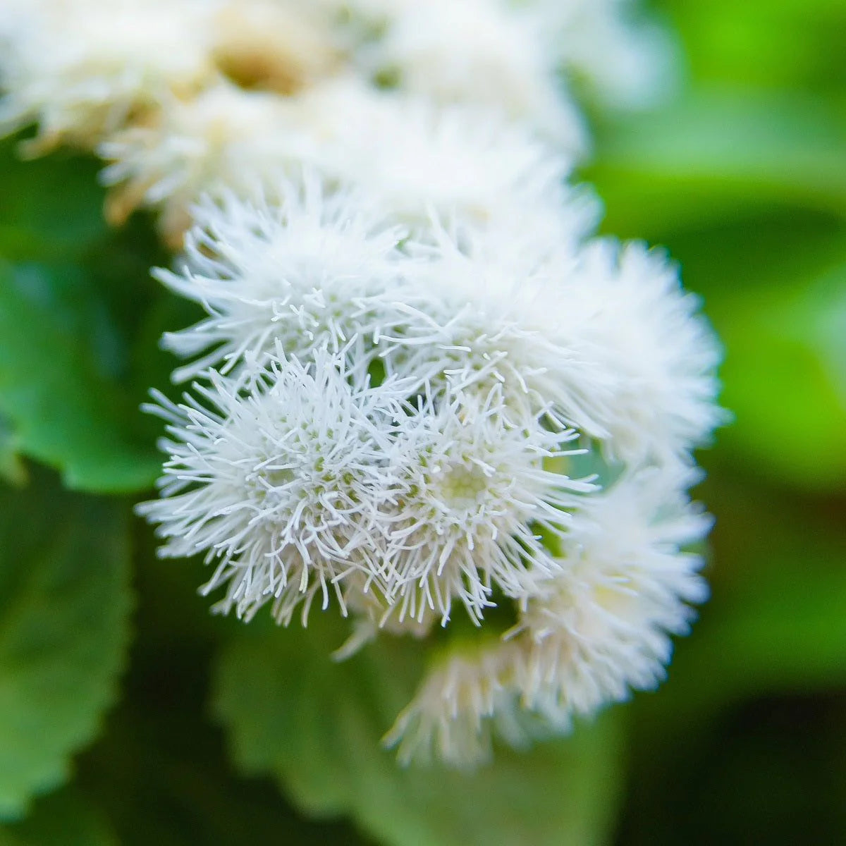 Ageratum Ball White Flower Seeds for Planting - Heirloom & Non-GMO garden seeds seeds for planting in home garden