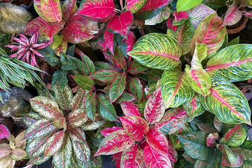 Heirloom Non-GMO Mixed Aglaonema Indoor Plant Seeds