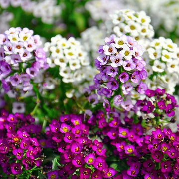 Heirloom Alyssum Flower Seeds for Planting, Non-GMO