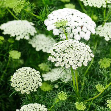 Ammi Majus Seeds for Planting – Organic, Heirloom, Non-GMO Flower Seeds