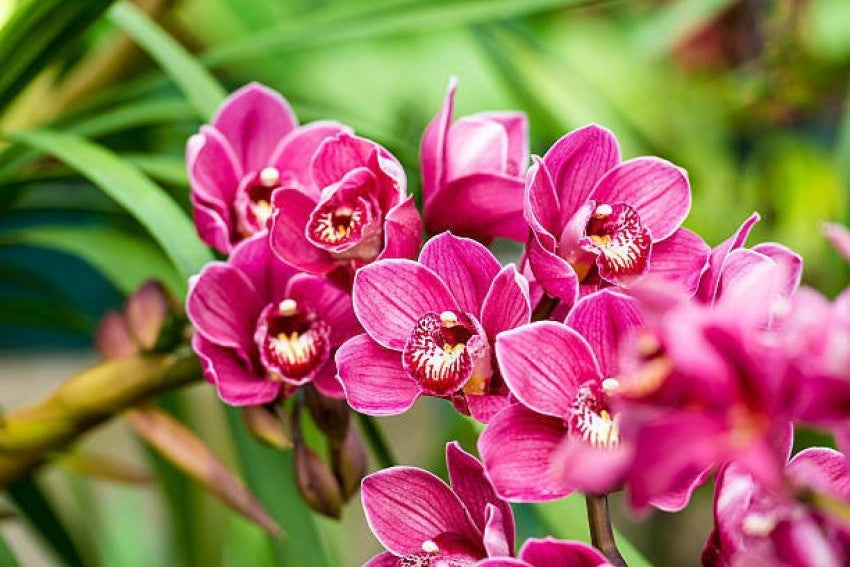 Heirloom Non-GMO Butterfly Orchid Flower Seeds for Garden Planting ƒ?? Elegant Pink Shade Blooms for planting in your garden.
