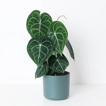 Anthurium clarinervium Plant seeds - Heirloom and Non-GMO garden seeds for Planting