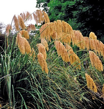 Golden Pampas Grass Seed