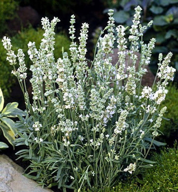 Heirloom Non-GMO White Lavender Seeds ƒ?? Elegant Blooms for Serene Gardens