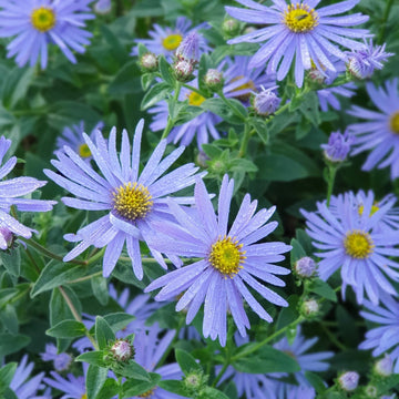 Organic Heirloom Non-GMO Blue Frikartii Seeds for Planting – Garden Aster Blooms