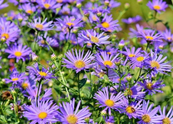 Elliott's Aster Flower Seeds – Heirloom, Non-GMO Flower Seeds for Planting - Aster for planting in home garden
