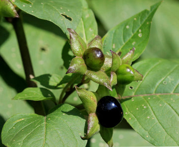 Black Belladonna Plant Seeds for Planting, NON GMO Seeds