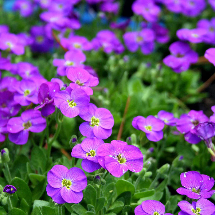 Aubretia Flower Seeds for planting in home garden