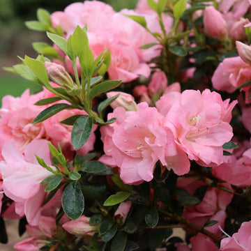 Azalea Pink Flower Seeds – Heirloom Non-GMO Flower Seeds for Planting