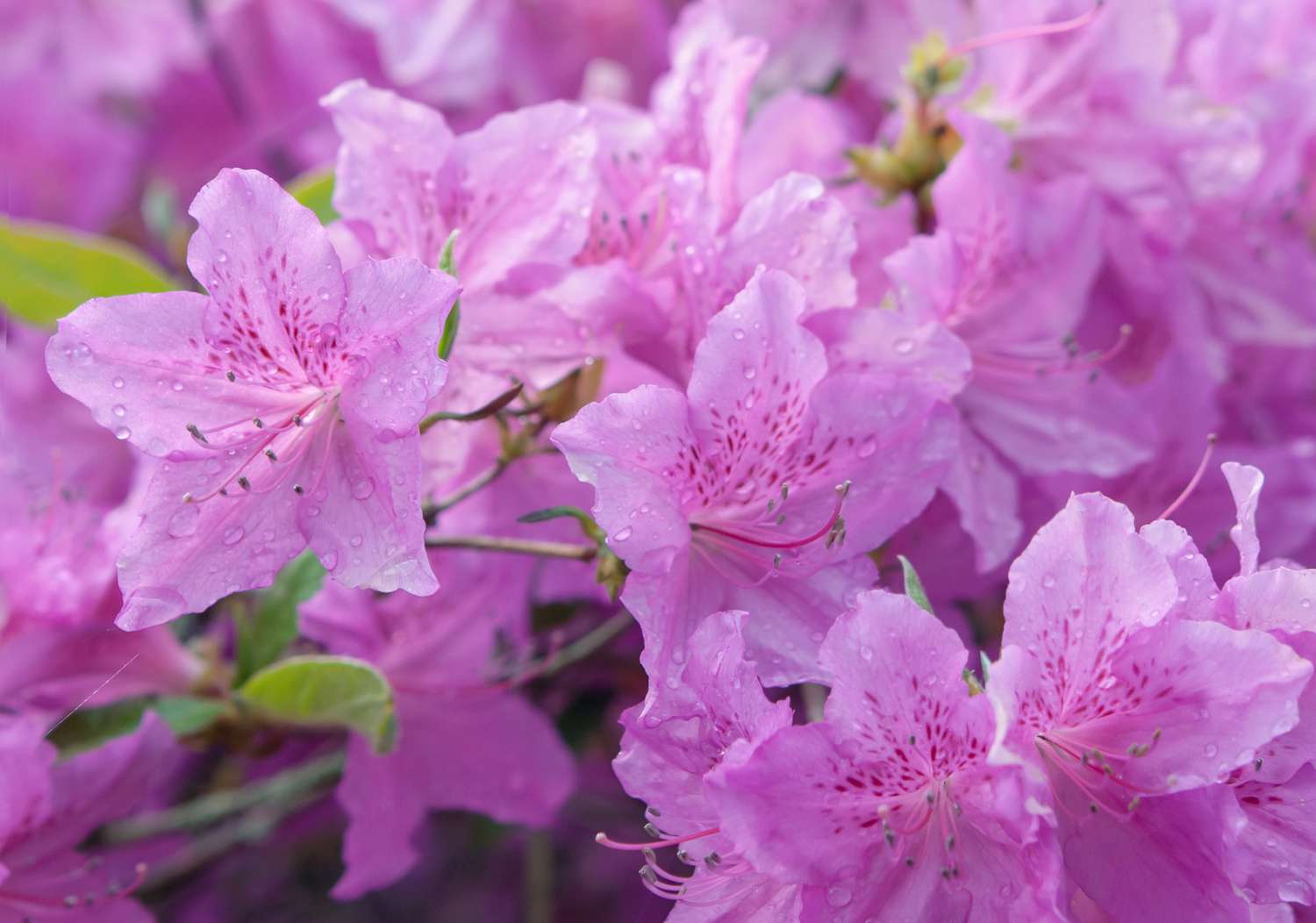 Azalea Flower Seeds for Planting ,Heirloom Seeds -100 pcs - Flower for planting in home garden