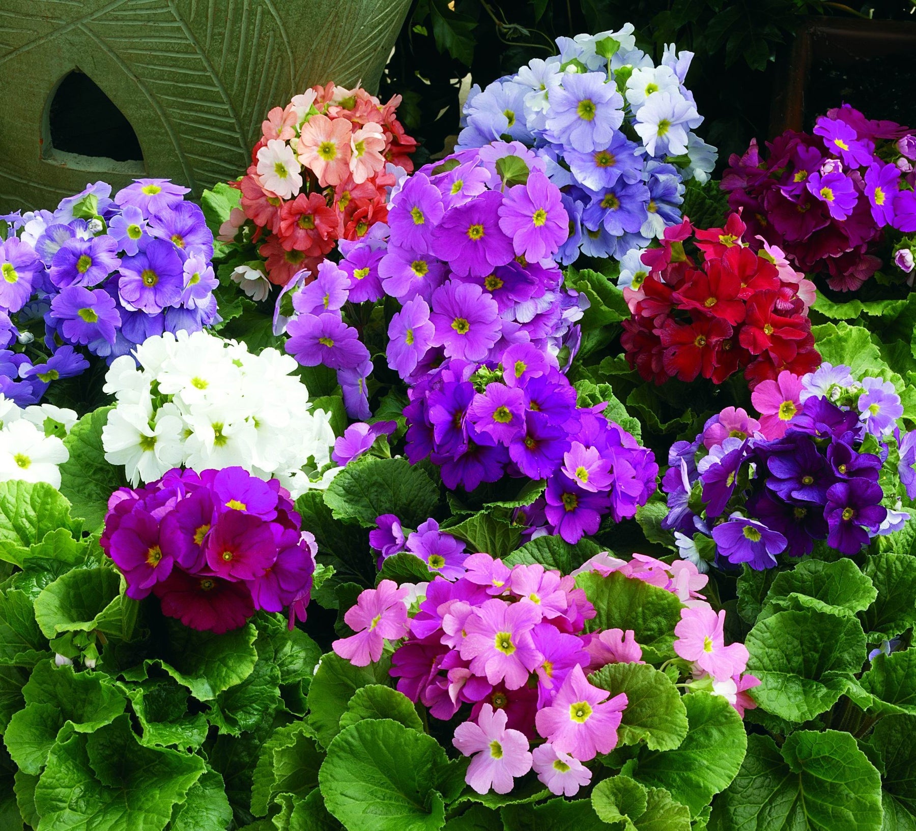 Heirloom Non-GMO Violet Primula Obconica Flower Seeds for Garden Planting – Primrose Seeds seeds for planting in home garden