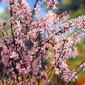 Pink Trifoliate Forsythia Seeds for Planting, NON GMO Seeds
