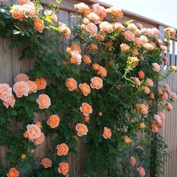 Light Orange Climbing Rose Seeds for Planting - Heirloom & Non-GMO Seeds for Home Garden, 100 pcs