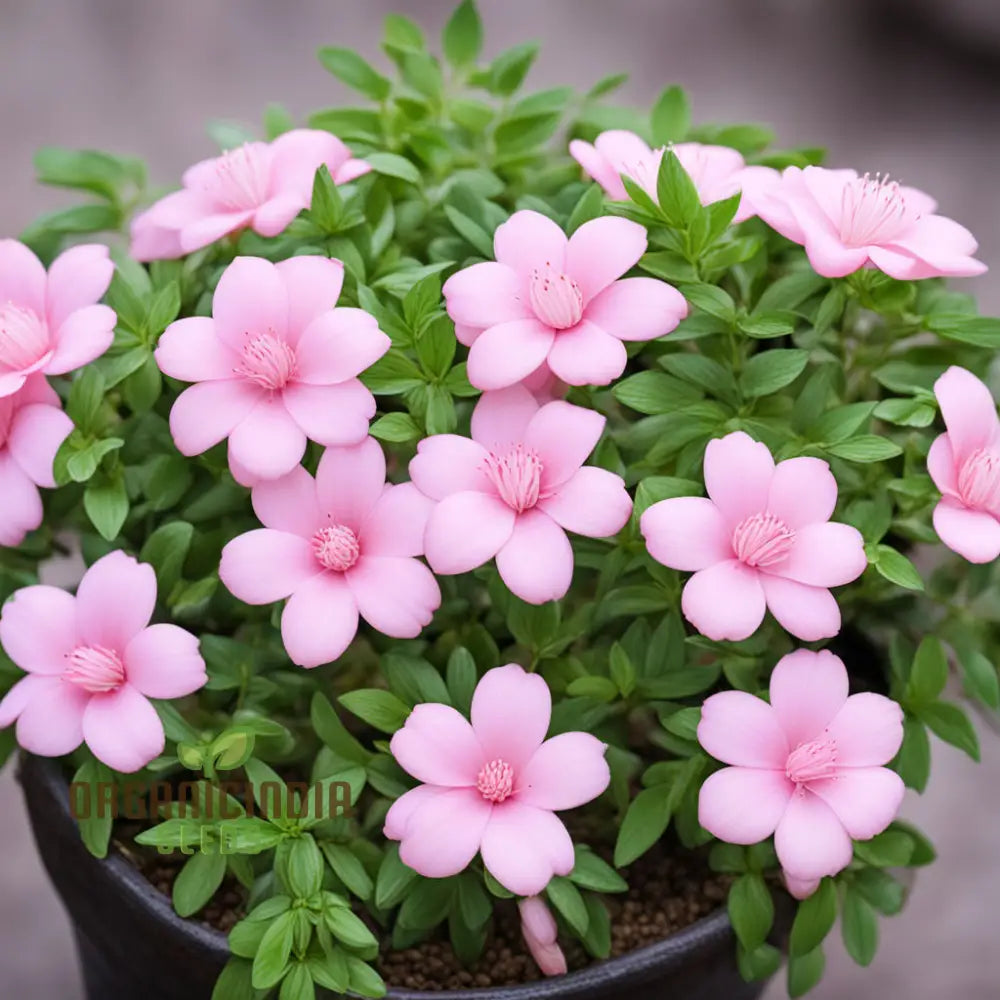 Baby Pink Yulan Flower Seeds for Planting, Fresh, NON GMO Seeds seeds for planting in home garden