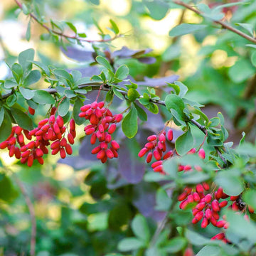 Japanese Barberry Fruit Seeds
