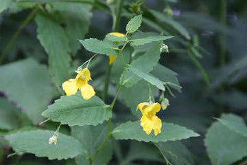 Jewelweed Native Flower Seeds – Heirloom, Non-GMO Seeds for Planting Wild Pollinator Gardens