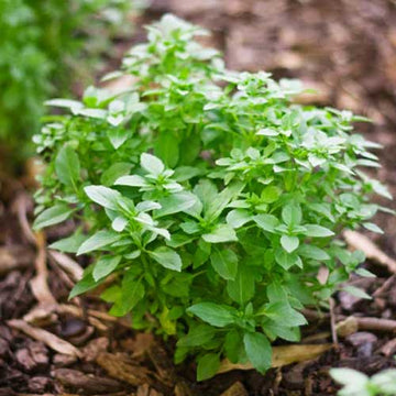 Greek Basil Seeds for Planting – Herb Garden Essential-Heirloom & Non-GMO Seeds for planting – Fresh Herb for Your Garden