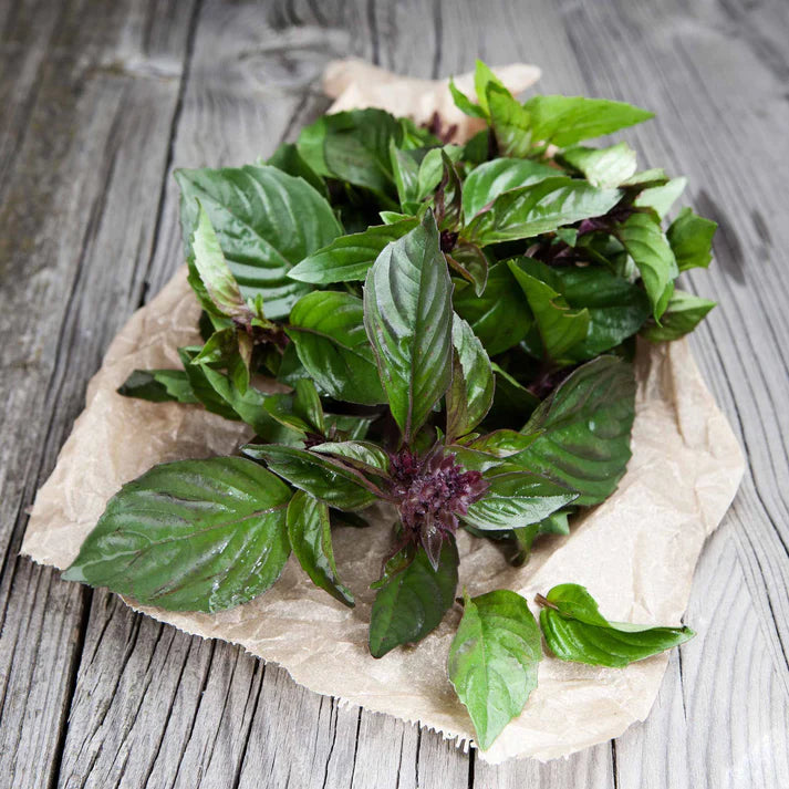 Corsican Basil Herb Seeds