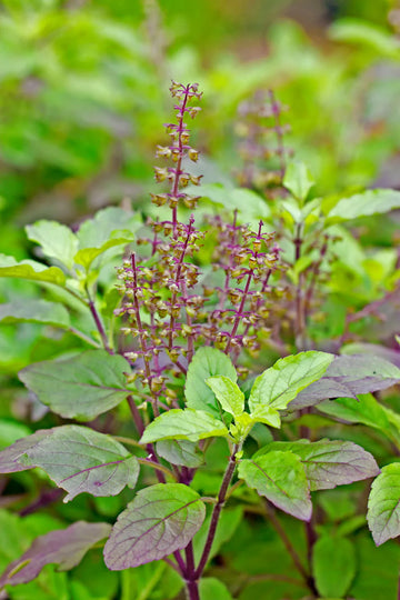 Holy Basil (Tulsi) Herb Seeds