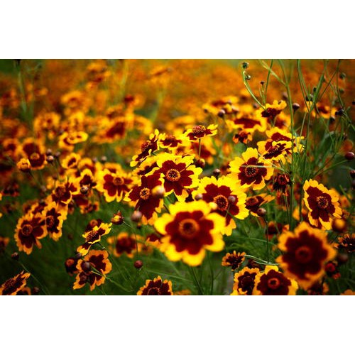 Heirloom Non-GMO Sanvitalia Procumbens Flower Seeds for Planting – Ground Cover with Bright Yellow Blooms - Non-GMO for planting in home garden