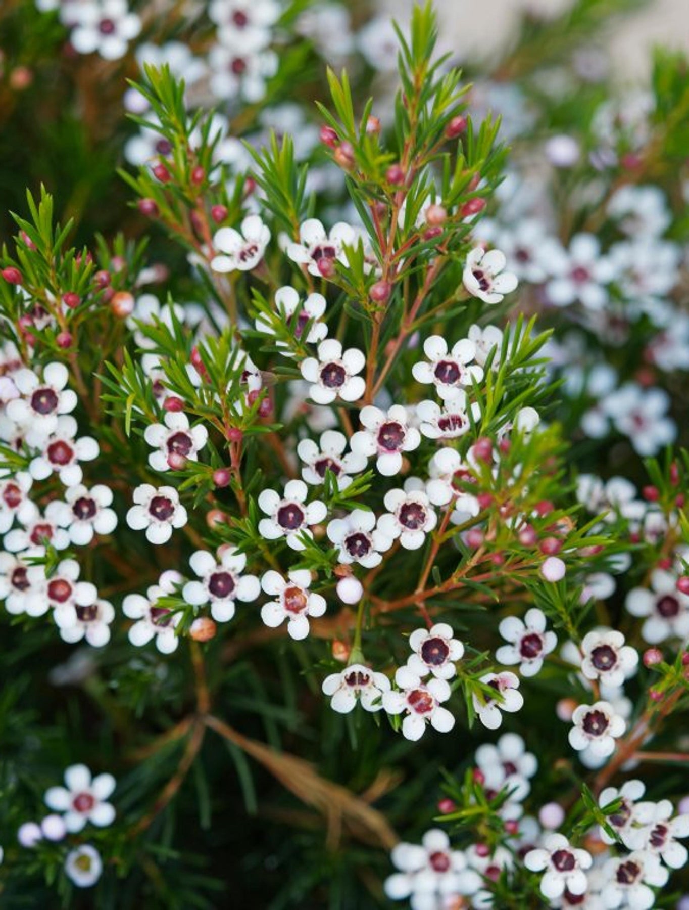 Heirloom Chamelaucium Flower Seeds, Non-GMO White Blooms for Planting for planting in your garden.