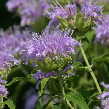 Lavender Beebalm Flower Seeds – Heirloom, Non-GMO Seeds for Planting Pollinator-Friendly Blooms