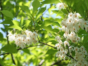 Heirloom Non-GMO Styrax Benzoin Flower Seeds for Planting – Fragrant Medicinal Tree Seeds