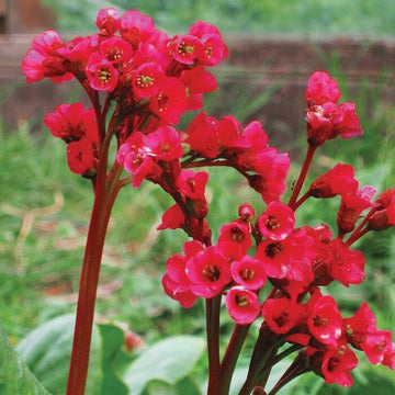 Red Bergenia Flower Seeds for Planting - 100 pcs