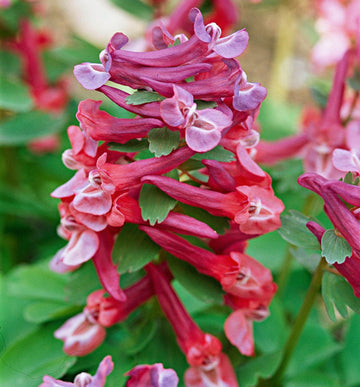 Pink Corydalis Flower Seeds for Planting - 100 Pcs pcs