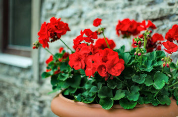 Heirloom Non-GMO Geranium Pelargonium Flower Seeds for Planting – Colorful Garden Blooms