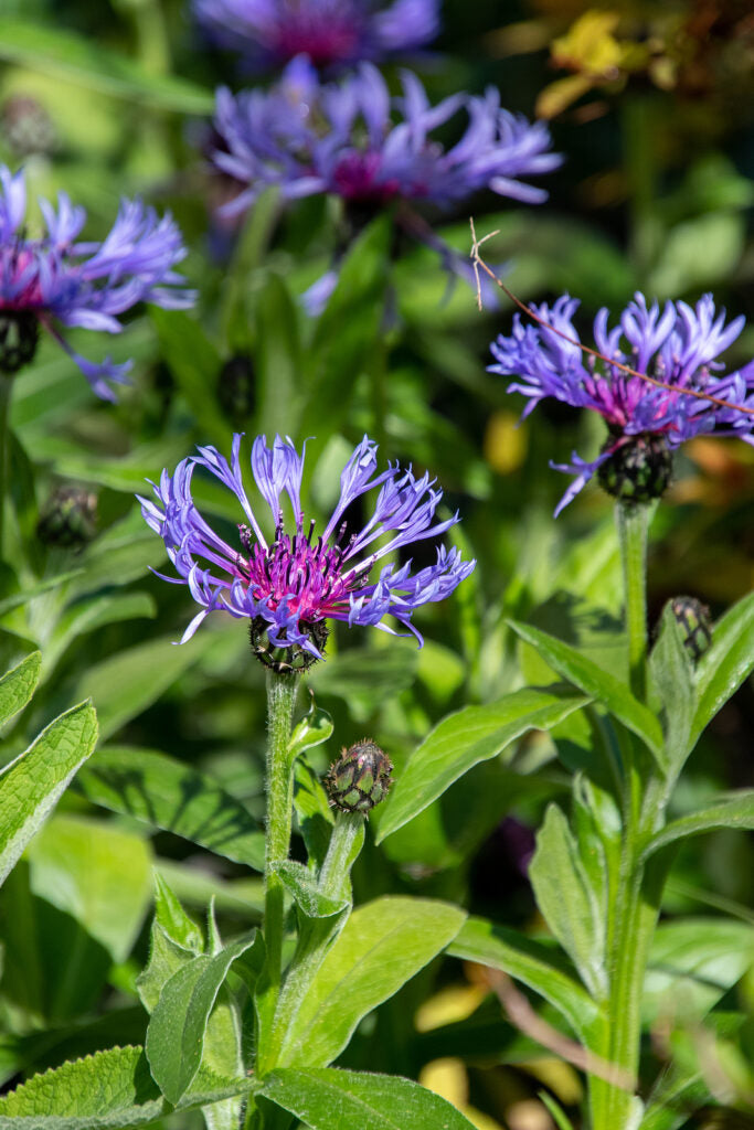 Blue Centaurea Montana Flower Seeds for Planting - NON GMO Seeds seeds for planting in home garden